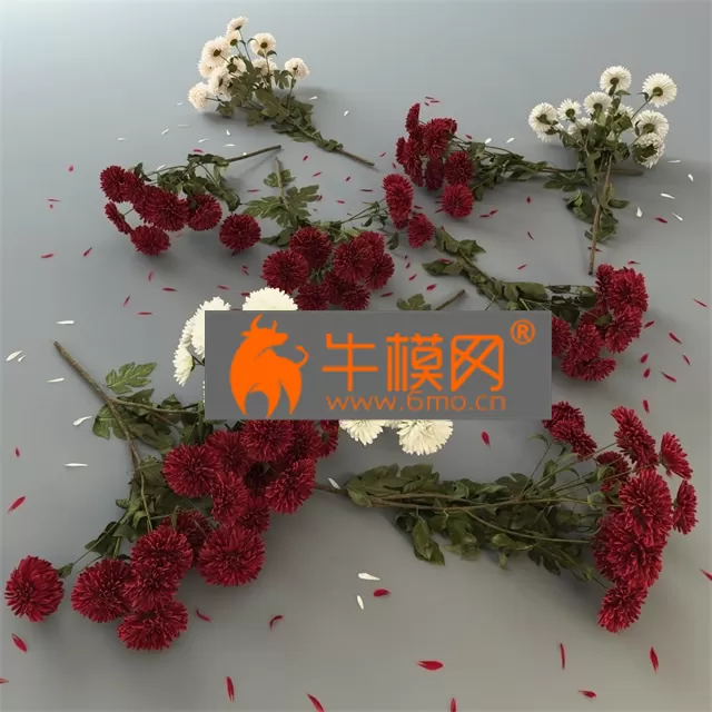 PRO MODELS – Nine chrysanthemums