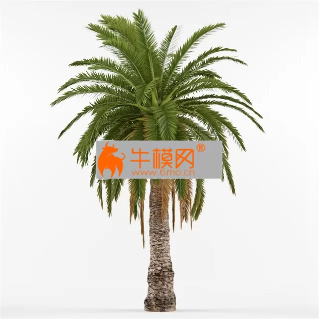 PRO MODELS – Phenicus Canary  Phoenix Canariensis