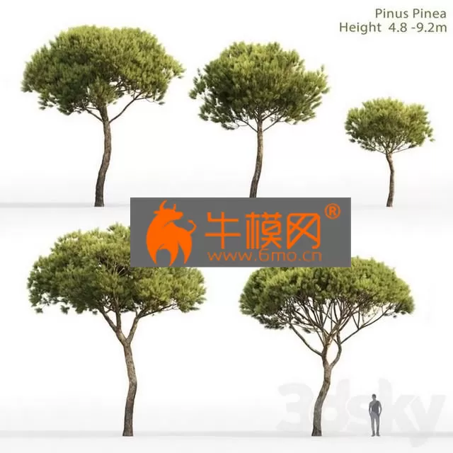 PRO MODELS – Pine Italian Pinea Pinus PineaNo 4 (4.8-9.2m)