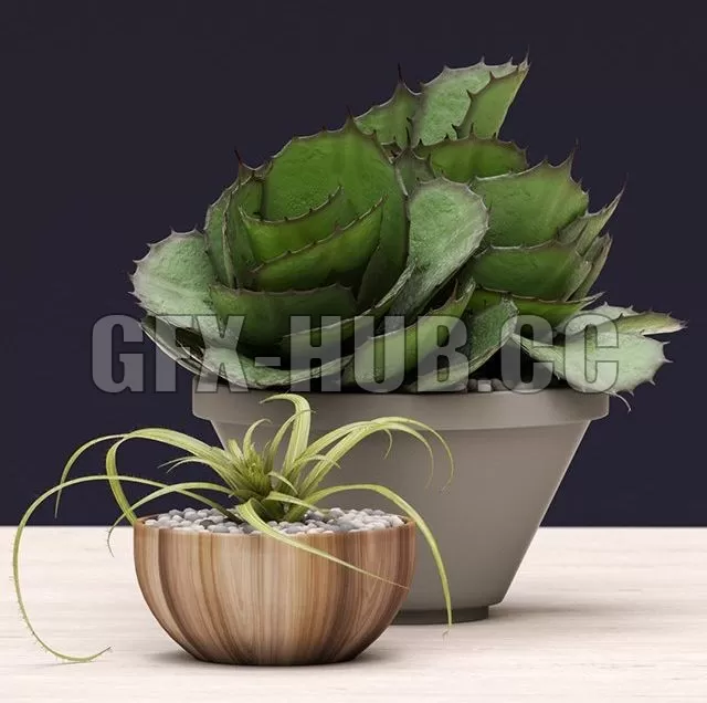 PRO MODELS – Potted Agave Succulents
