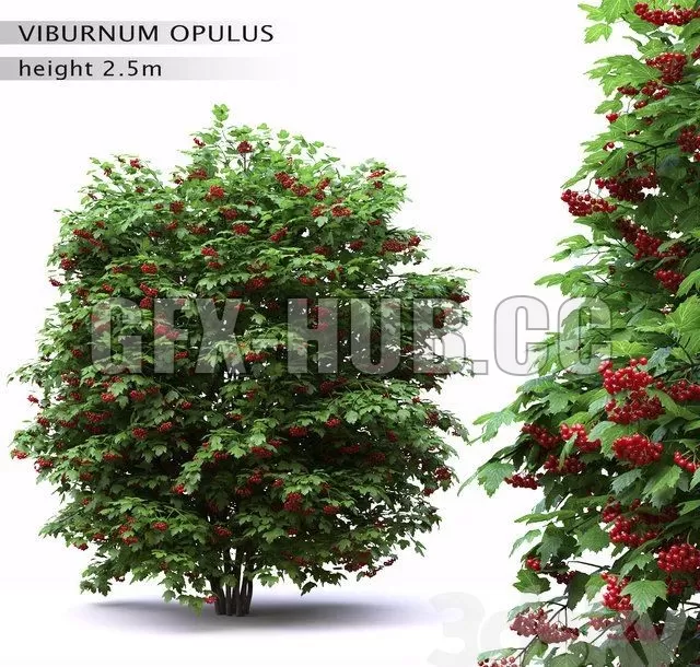 PRO MODELS – Red Wild Red Viburnum