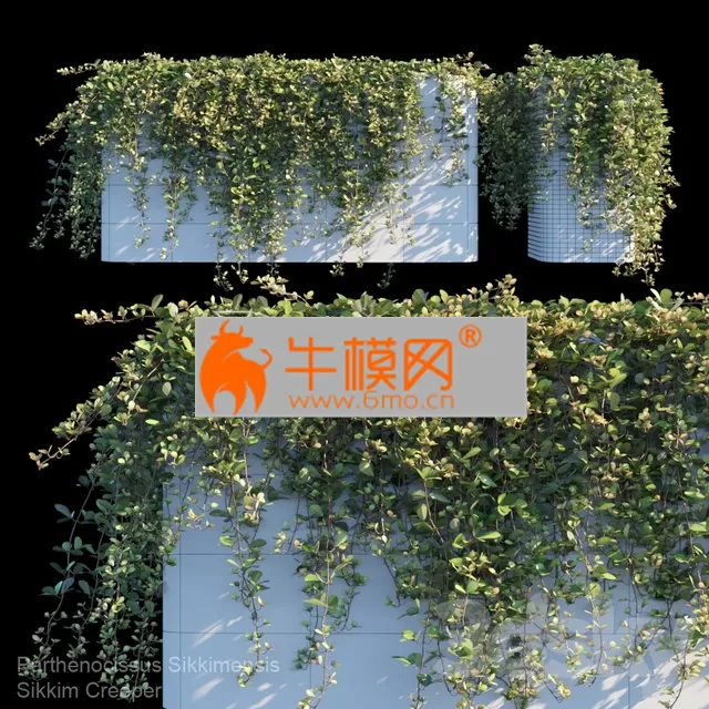 PRO MODELS – Sikkim Creeper