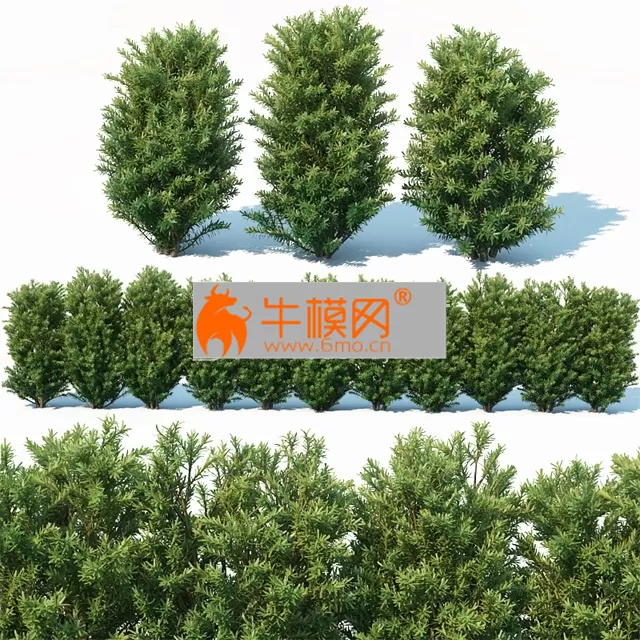 PRO MODELS – Taxus Baccata 7. 70cm hedge PRO MODELS – Taxus Baccata 7. 70cm hedge