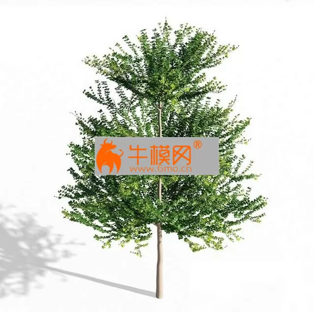PRO MODELS – Terminalia mantaly 1 PRO MODELS – Terminalia mantaly 1