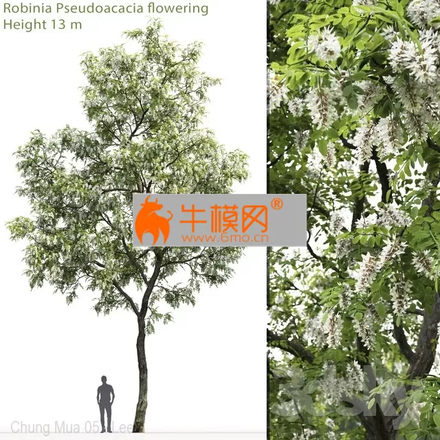 PRO MODELS – White Acacia Robinia Pseudoacacia 2