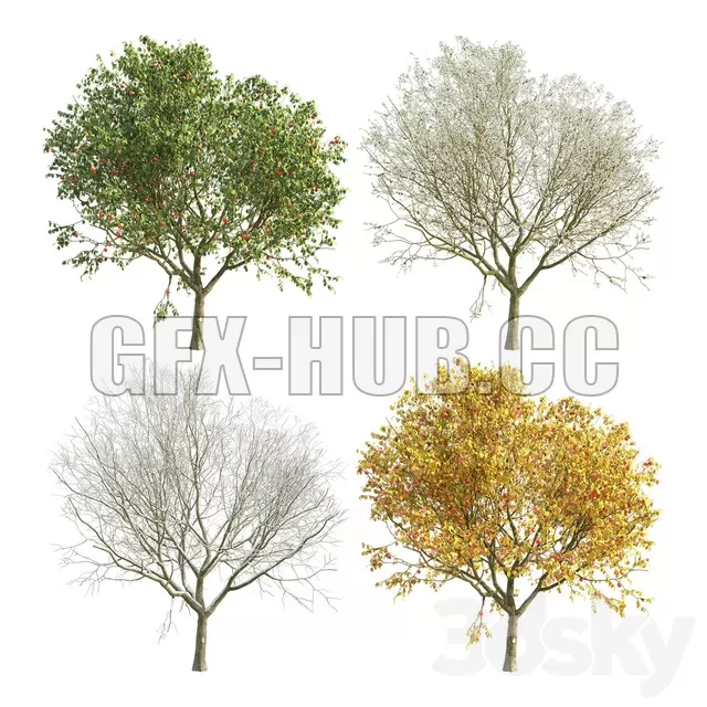 TREE – Apple Tree (four versions of seasons)