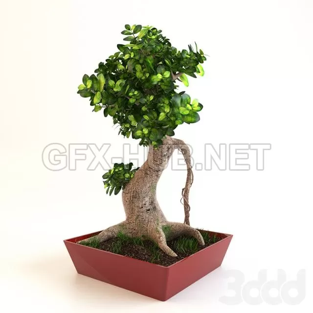 TREE – bonsai tree