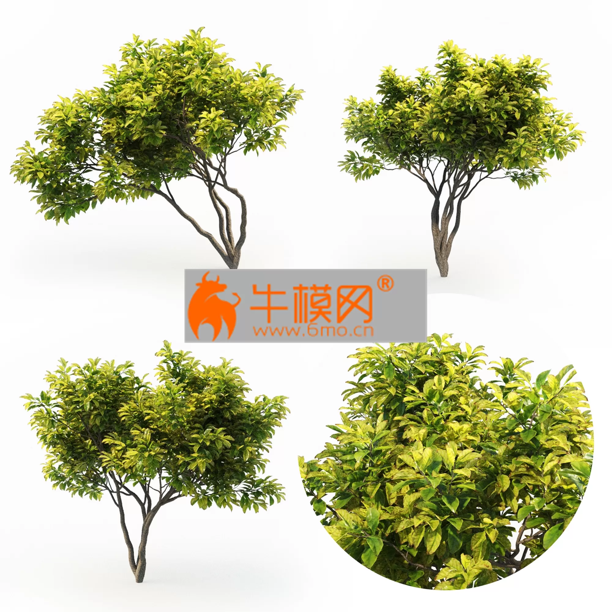 TREE – Magnolia (4m) 3 Tree Set
