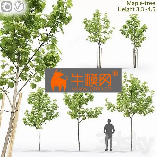 TREE – Maple-treeNo 13 (3.1-4.5m)