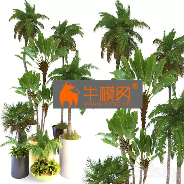 TREE – Palm Tree3