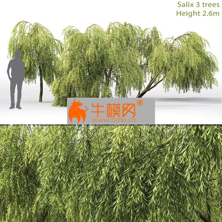 TREE – Willow – Tree