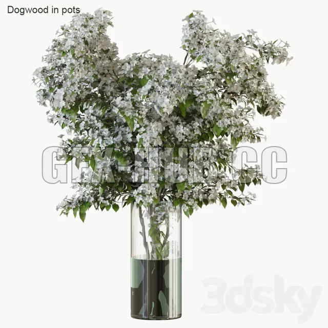 VASE – Branches in Vases 34 (blooming dogwood)