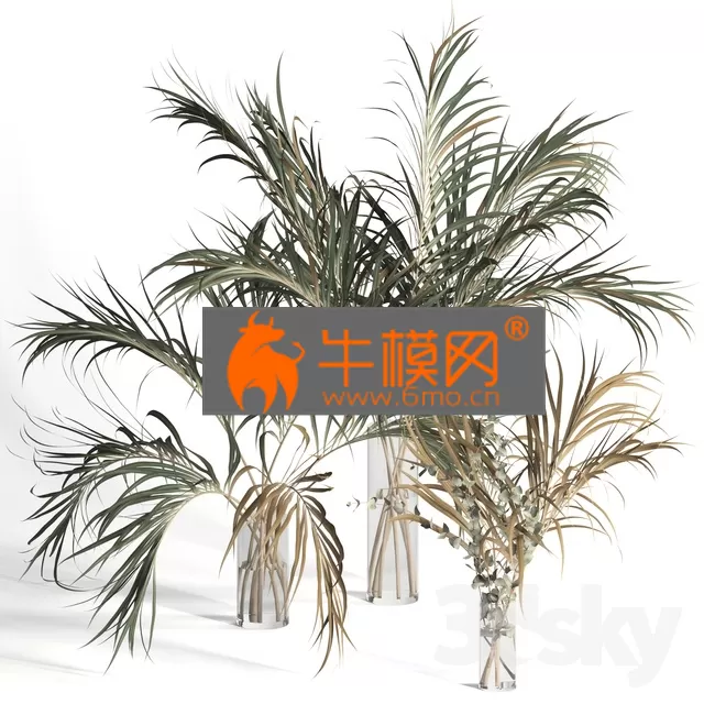 VASE – Dry palm leaves in vases
