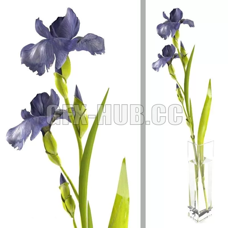 VASE – Iris sprig in a rectangular vase