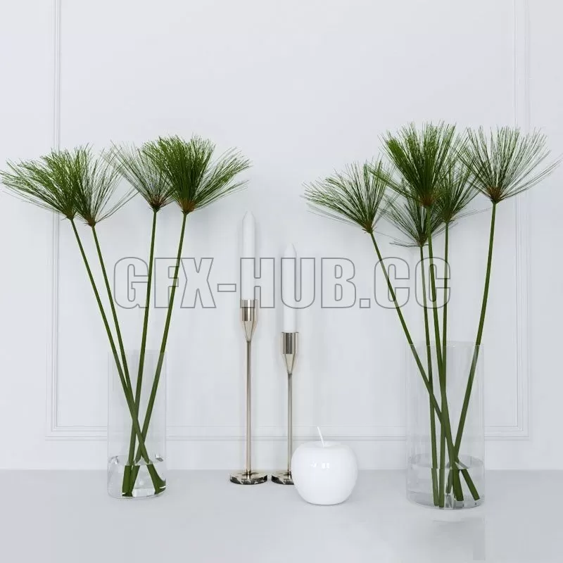 VASE – Shoots of papyrus in a glass vase