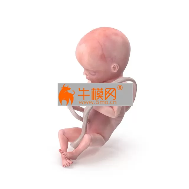 3D Human Fetus at 20 Weeks – 10 3D Human Fetus at 20 Weeks – 10