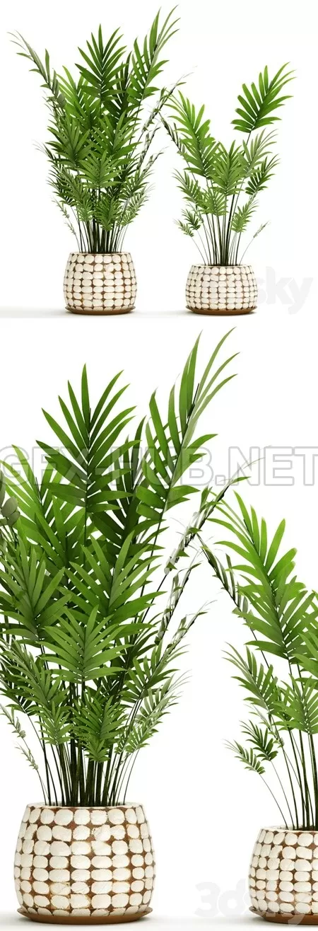 A collectionof Palmsin Pots 4 – 874 A collectionof Palmsin Pots 4 – 874