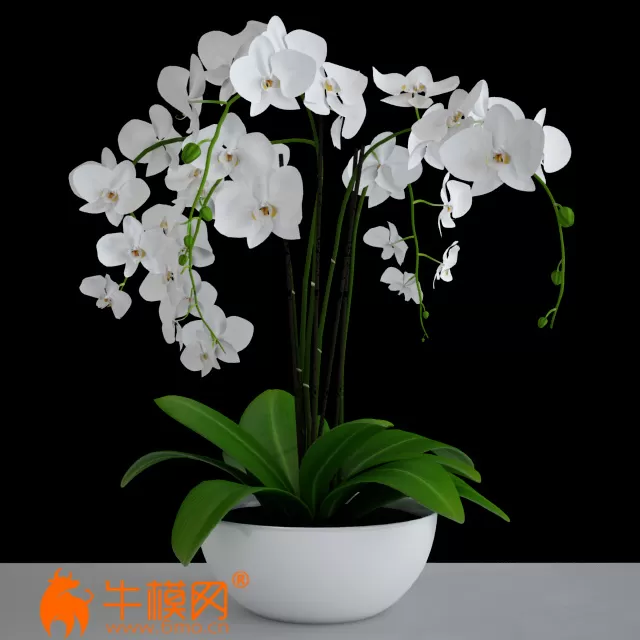 amb_orchid_white – 943 amb_orchid_white – 943