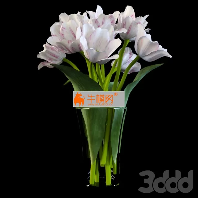 amb_tulips_white – 974 amb_tulips_white – 974