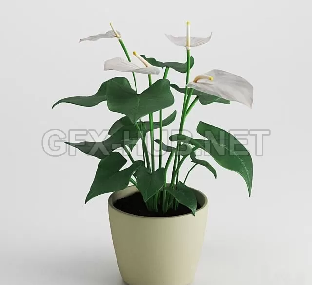 Anthurium – 997 Anthurium – 997