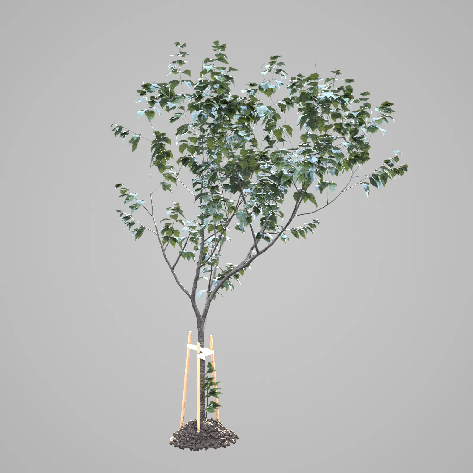 Arbol_pequeEo – 1012 Arbol_pequeEo – 1012