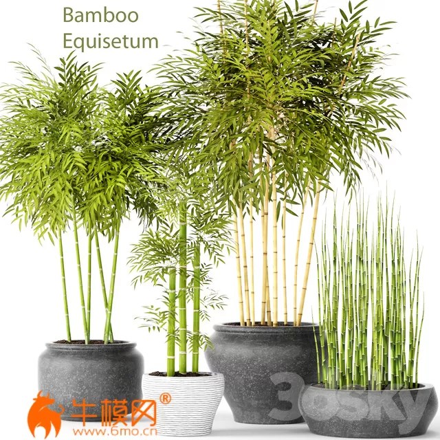 Bamboo and Equisetum collection (max) – 1093 Bamboo and Equisetum collection (max) – 1093