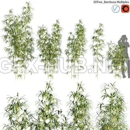 Bambusa Multiplex Hedge Bamboo 01 – 1096 Bambusa Multiplex Hedge Bamboo 01 – 1096