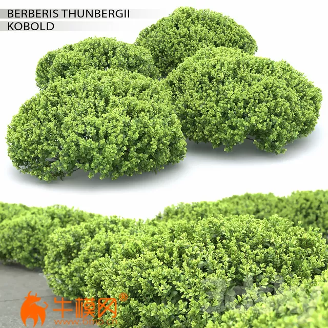 Berberis thunbergii Kobold (max 2013 Vray, Corona, fbx) – 1151 Berberis thunbergii Kobold (max 2013 Vray, Corona, fbx) – 1151