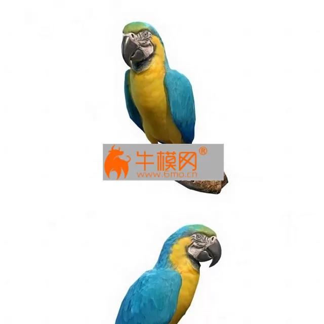 Blue and Gold Macaw Parrot – 1192 Blue and Gold Macaw Parrot – 1192