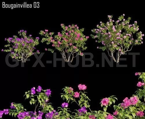 Bougainvillea 03 (max, fbx) – 1231 Bougainvillea 03 (max, fbx) – 1231