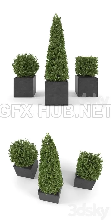 BoxwoodSet2 – 1236 BoxwoodSet2 – 1236