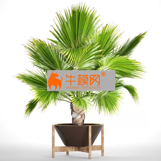 Brahea edulis 2 – 1241 Brahea edulis 2 – 1241