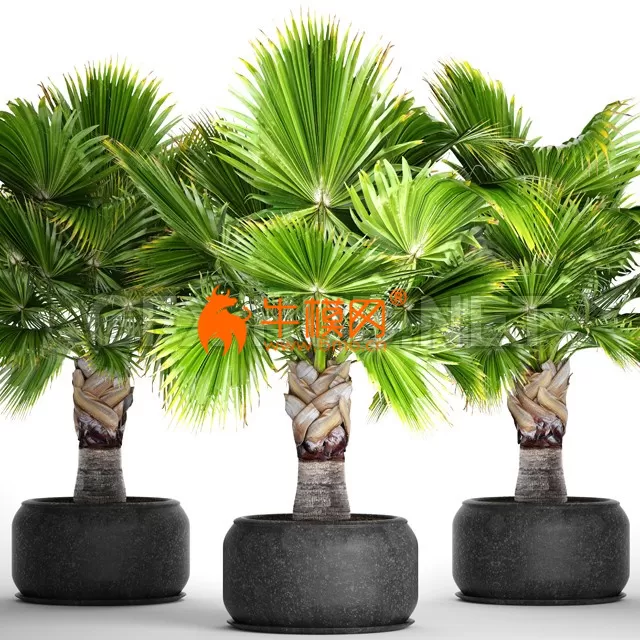 Brahea PALM 3D MAX 2011 – 1242 Brahea PALM 3D MAX 2011 – 1242