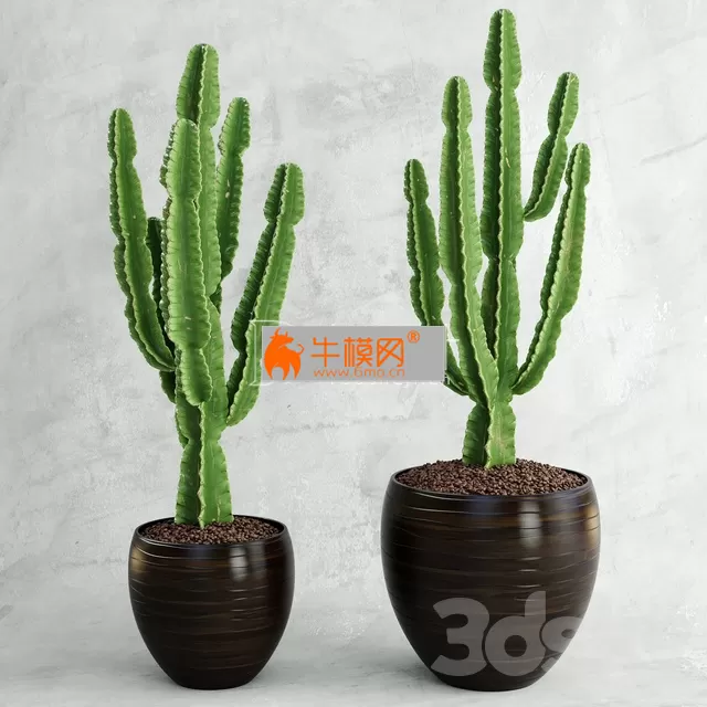 Cactus  Euphorbia Ingens – 1285