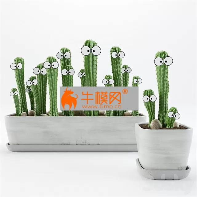 Cactus with eyes – 1288