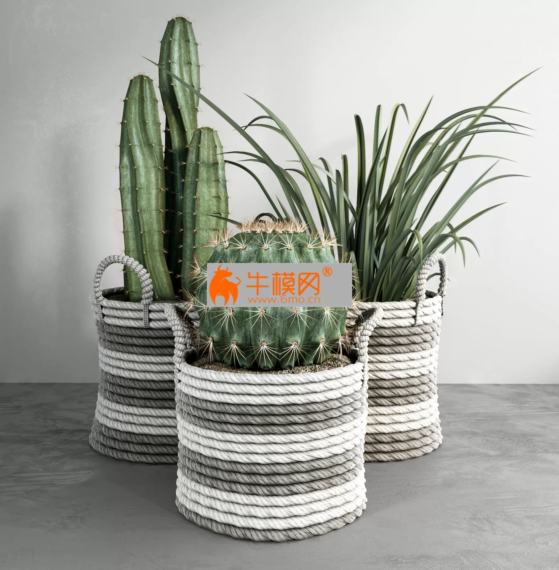 cactus_set – 1289