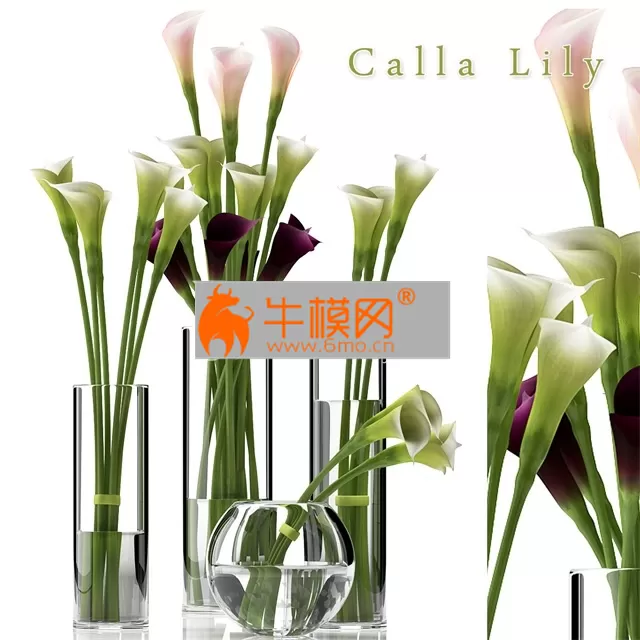 CALLA LILY 2 – 1296