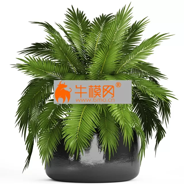 Chamaedorea cataractarum – 1375