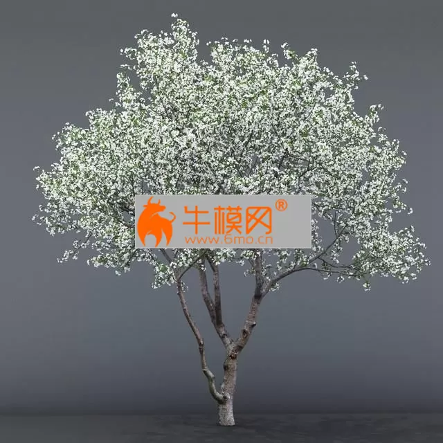 Cherry blossoming # 1 – 1385 Cherry blossoming # 1 – 1385