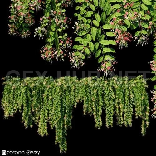 Combretum indicum Quisqualis indica # 1 (5 Model) – 1491