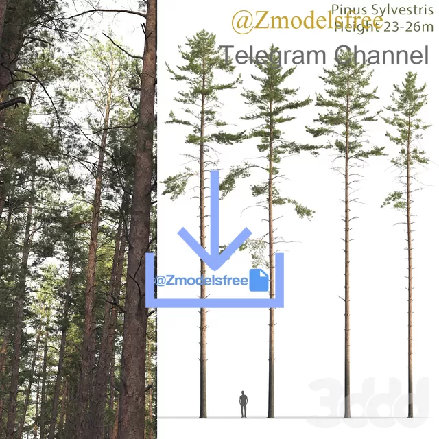 Common Pine 12 – 1494