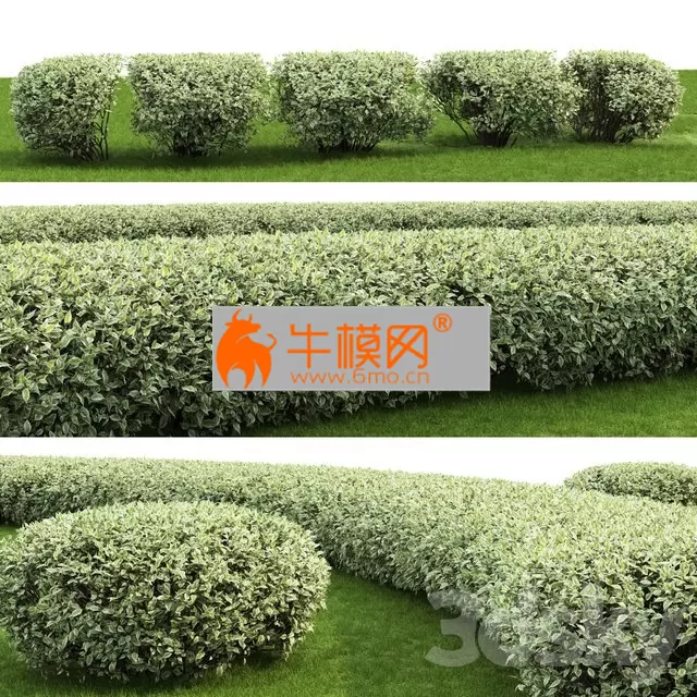 Cornus Alba Elegantissima hedge – 1531 Cornus Alba Elegantissima hedge – 1531