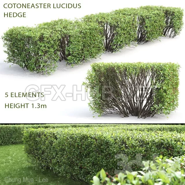 Cotoneaster shiny hedgerow # 3 – 1538 Cotoneaster shiny hedgerow # 3 – 1538