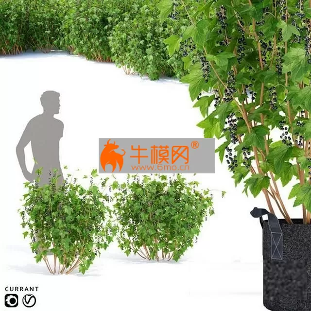 Currant bushes – 1563 Currant bushes – 1563