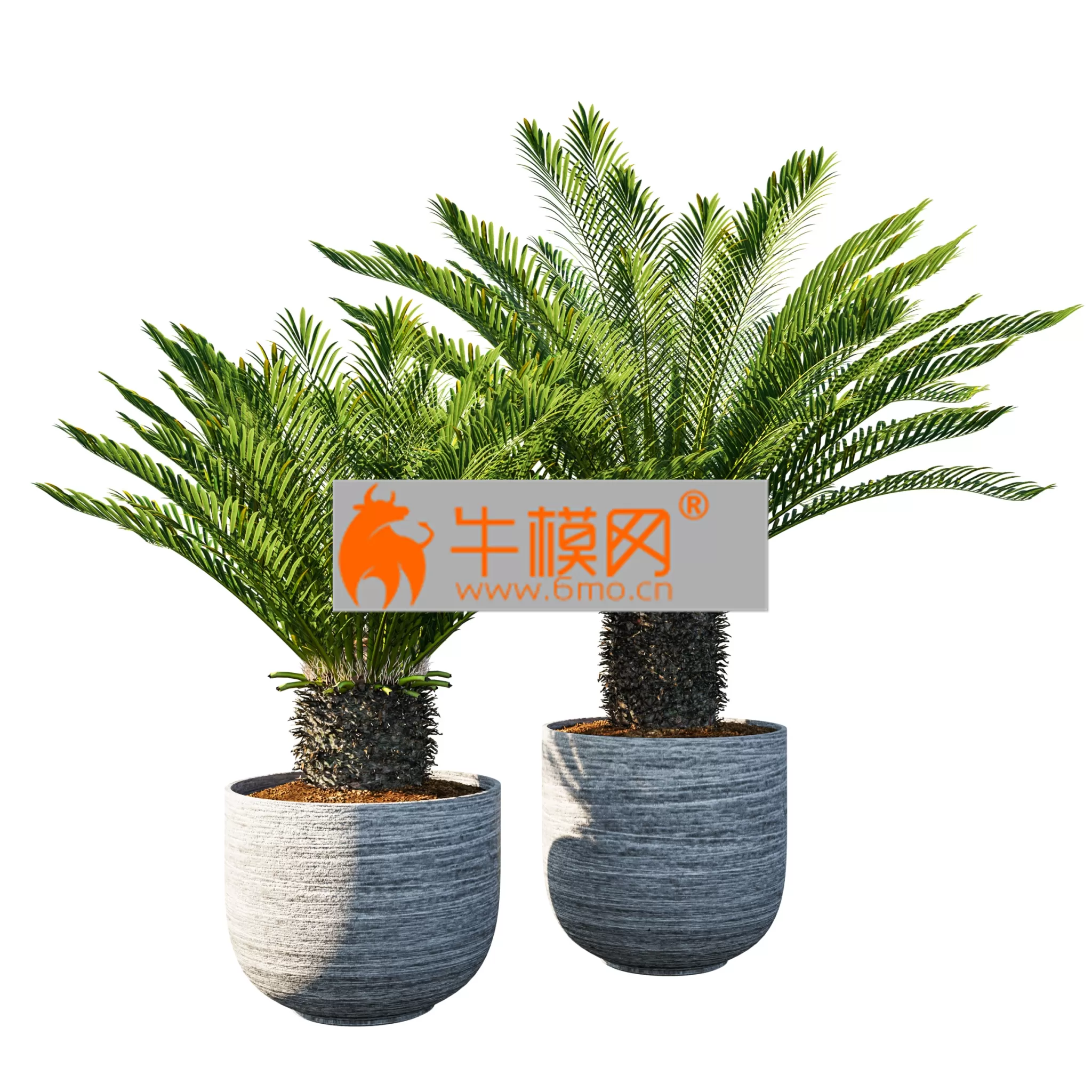 Cycas revoluta Palm Pot – 1569 Cycas revoluta Palm Pot – 1569