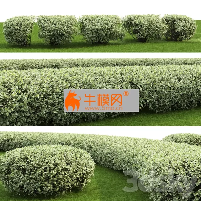 Derain white Elegantissima – 1593