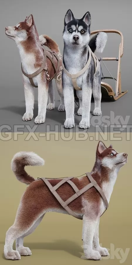 DogTeamHuskiesSledPulka – 1623