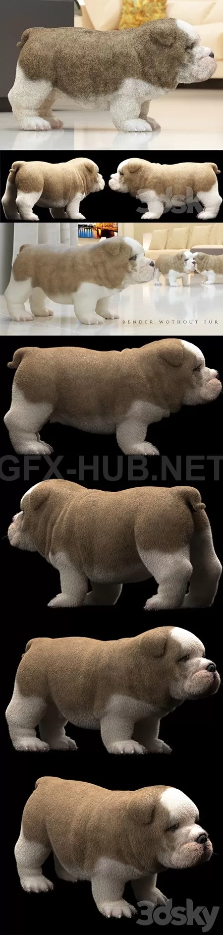 ENGLISH BULDOG PUPPY – 1691