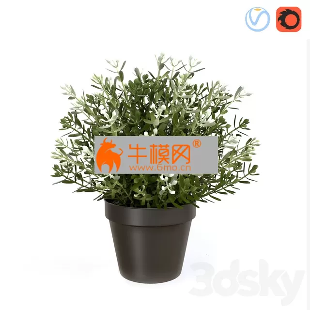 Fake Thyme – 1732