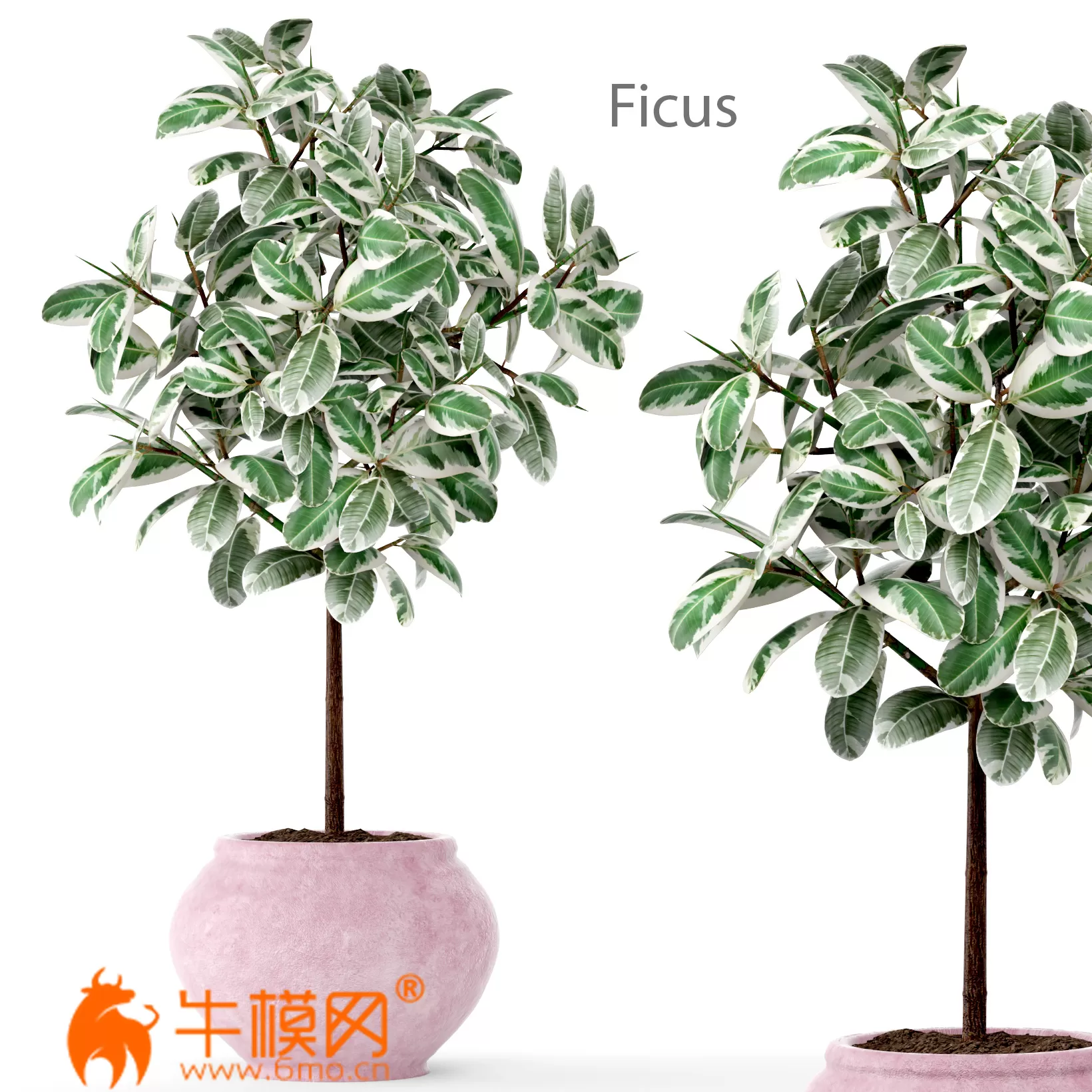 FICUS 2 BIG (3D MAX 2011, fbx) – 1757